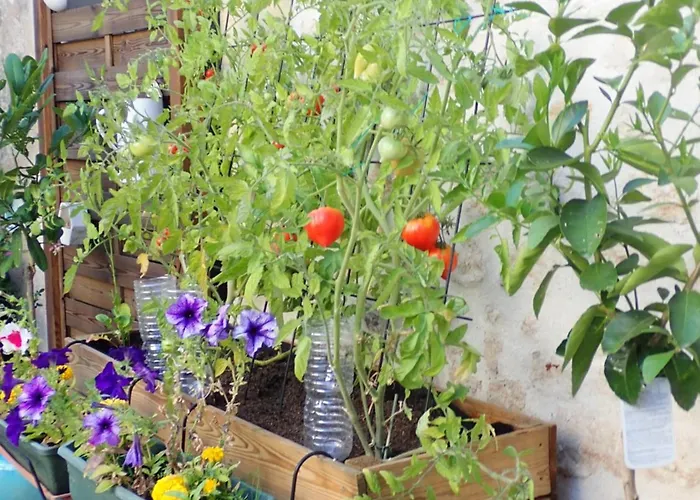 La Miramboise, Et Table D Hotes Mirambeau (Charente-Maritime)